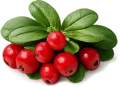 Haciba — bearberry (uva-ursi) leaf