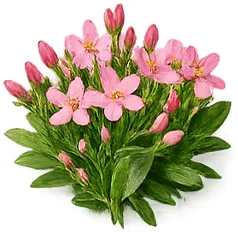 Haciba — centaury herb