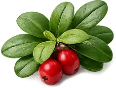 Haciba — lingonberry leaf