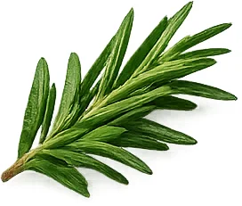 Haciba — rosemary